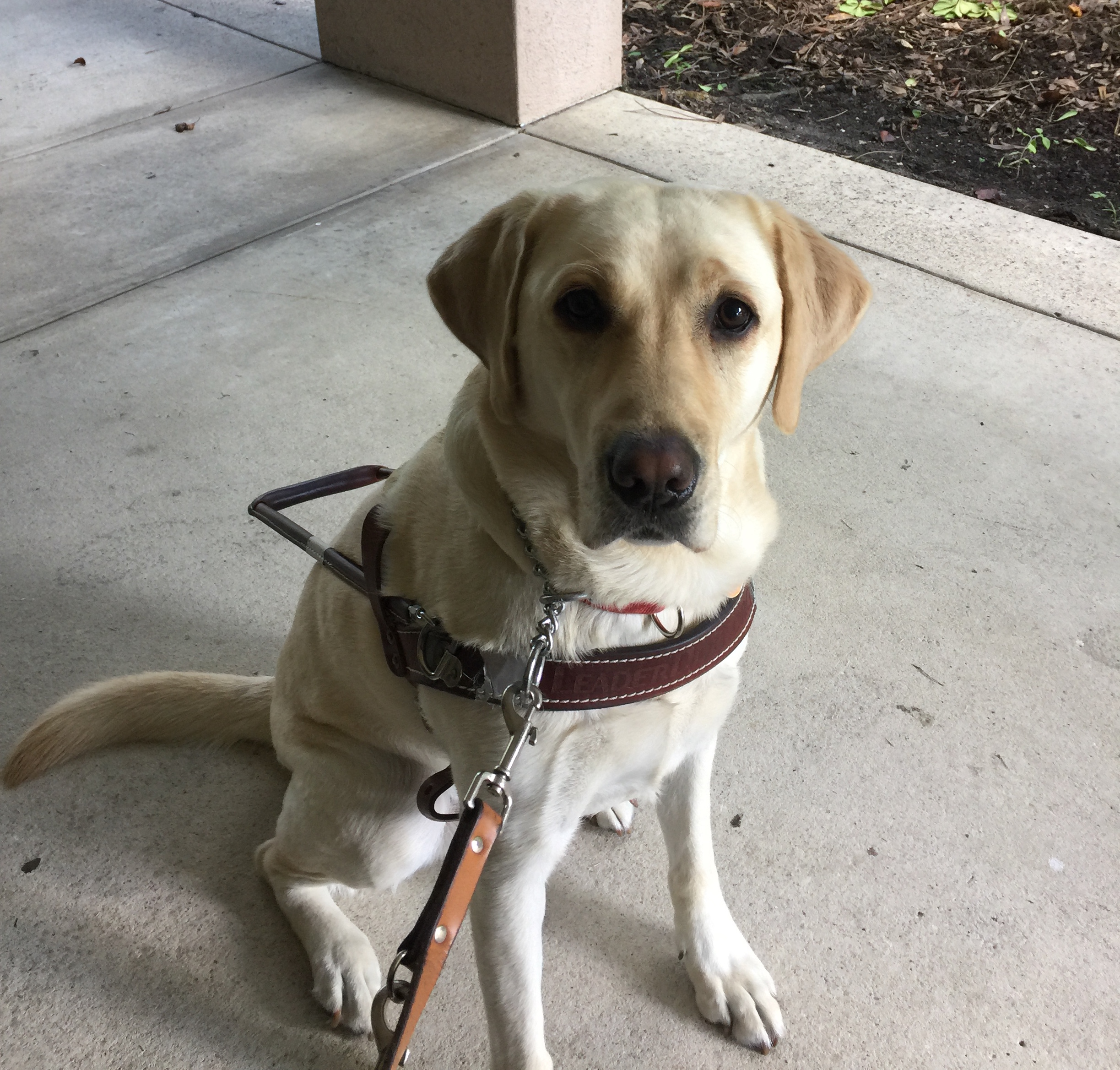 Honoring National Guide Dog Month